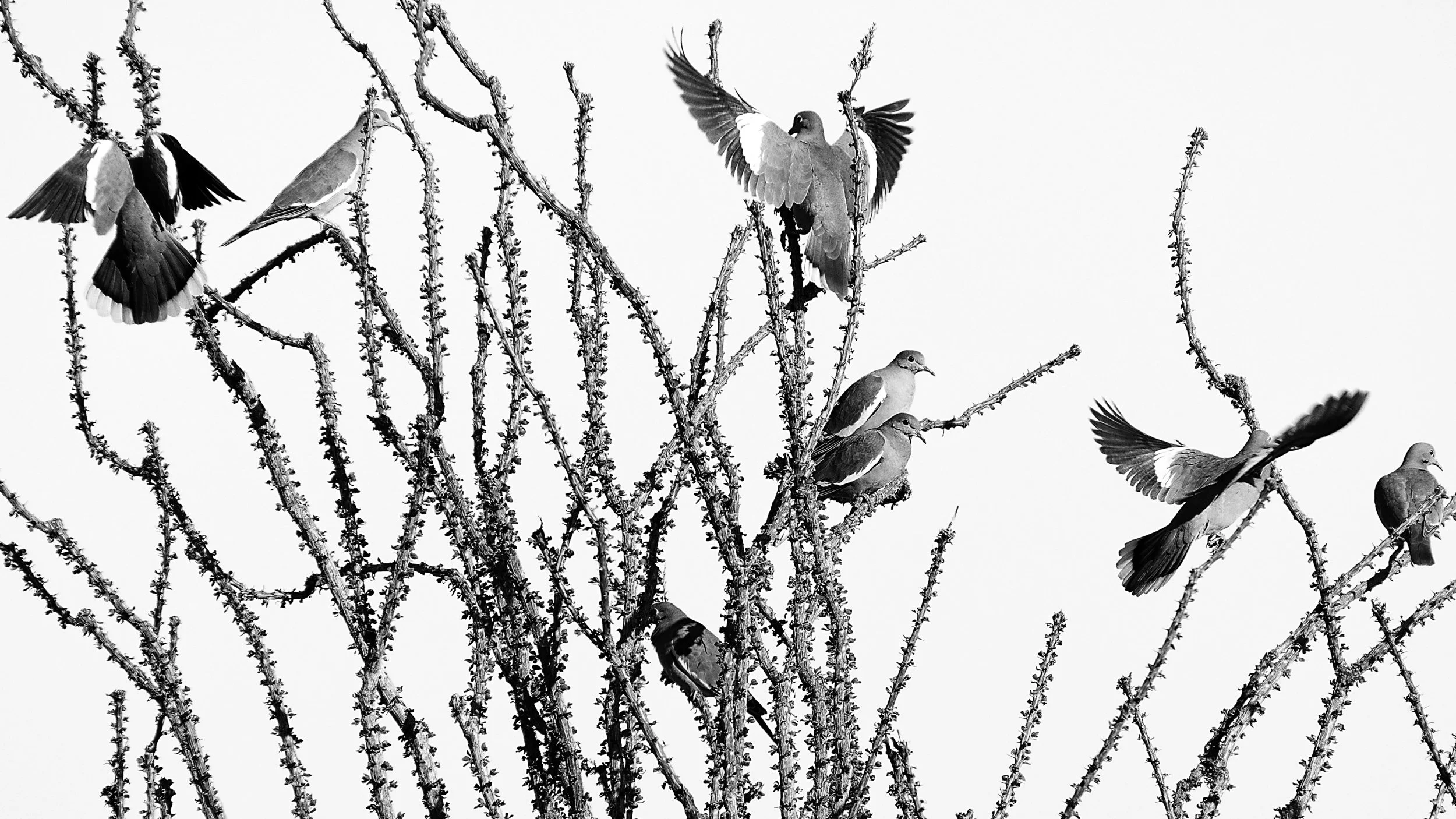 Doves and Octotillo, Anza-Borrego Desert State Park, California