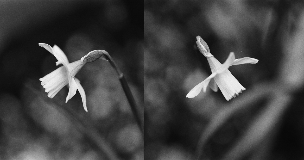 Daffodils, Ilford FP4+