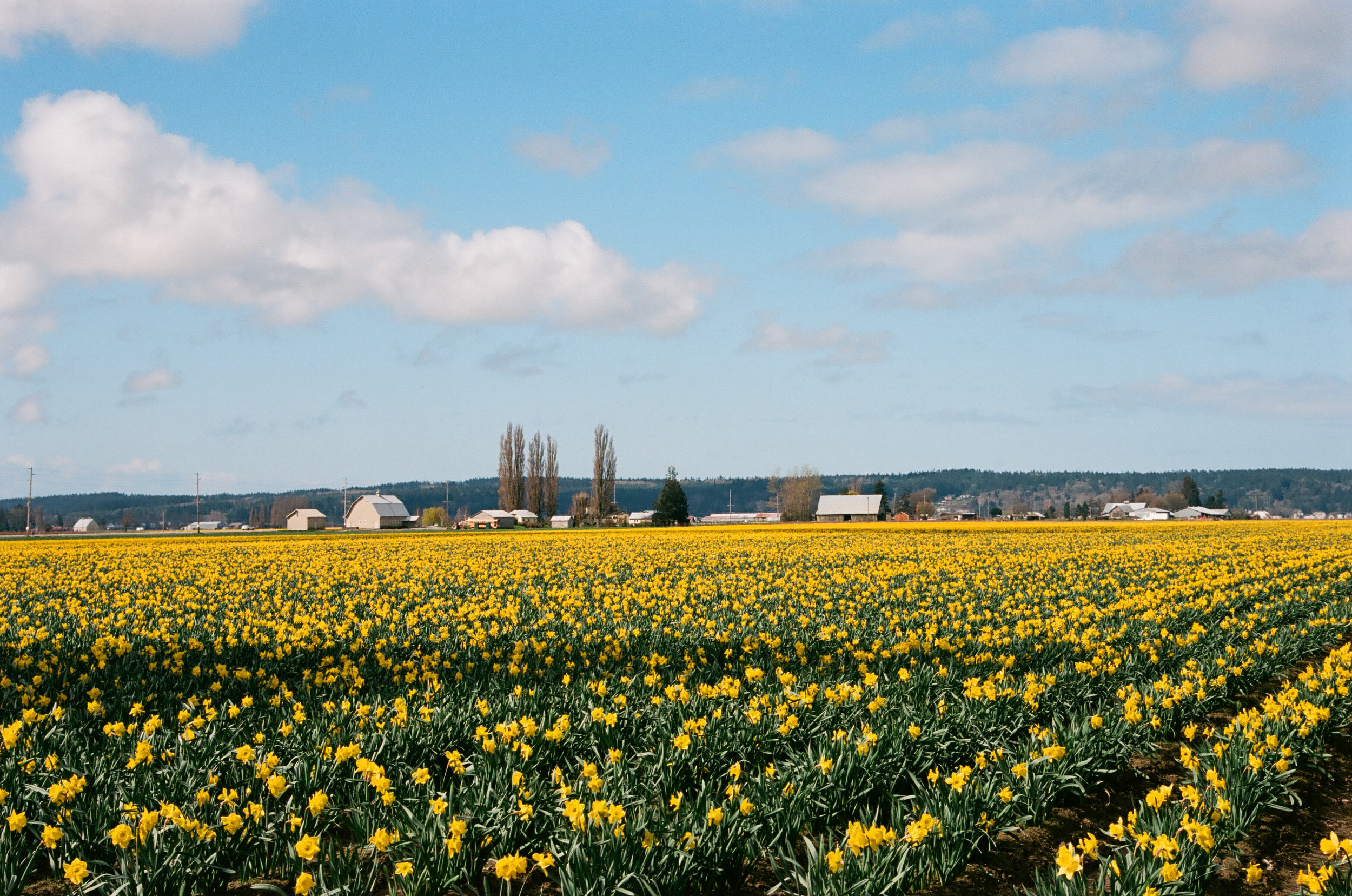 Daffodils, Mt. Vernon, Washington. Kodak Ektar 100