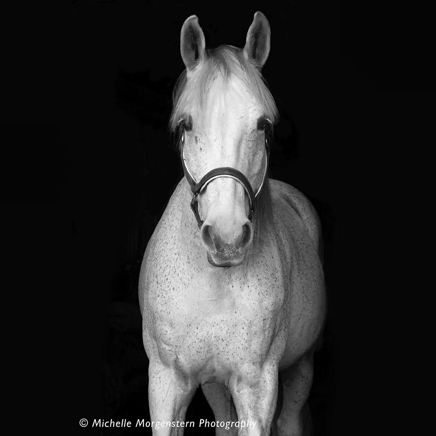 One of my favorite subjects to photograph. Contact me to book your black Backdrop Equine photoshoot!

&bull;
&bull;
&bull;
&bull;
&bull;
&bull;
&bull;
&bull;
&bull;
#michellemorgensternphotography #equinephotography #equinephotographer #equineportrai