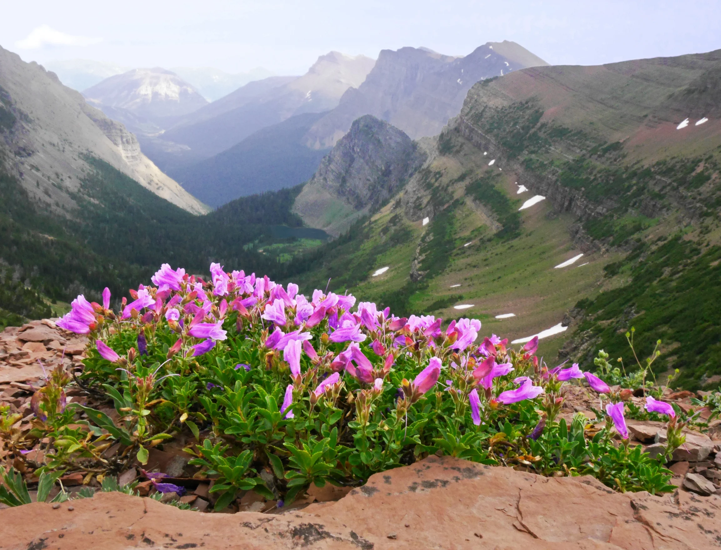 Penstemon species in Waterton Lakes National Park, Alberta, Canada. Photo: © Ian Wilson