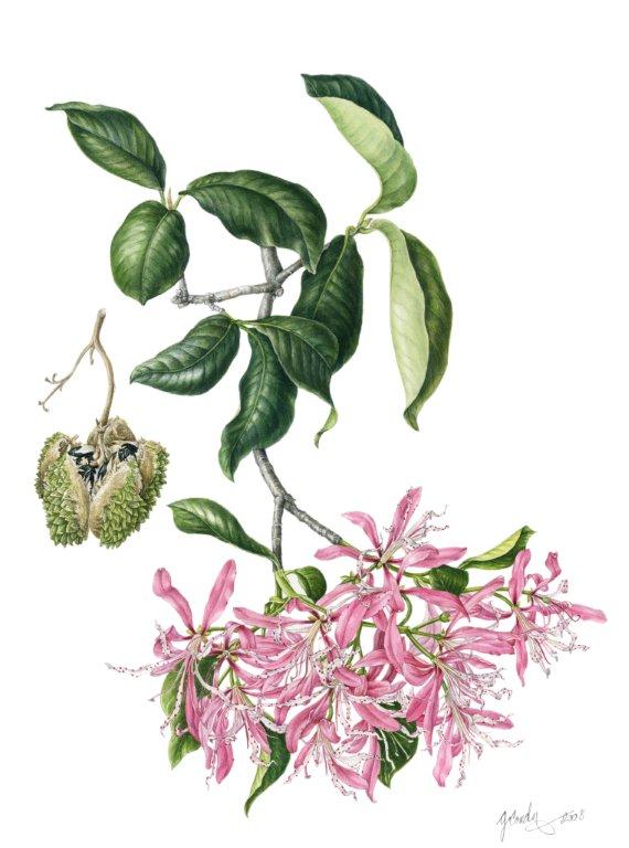 Cape Chestnut, Calodendrum capense , watercolor on paper, ©Gillian Condy