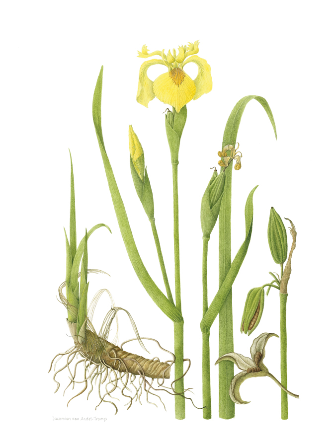 Yellow flag, Iris pseudacorus , watercolor on paper, ©Jacomien van Andel-Tromp