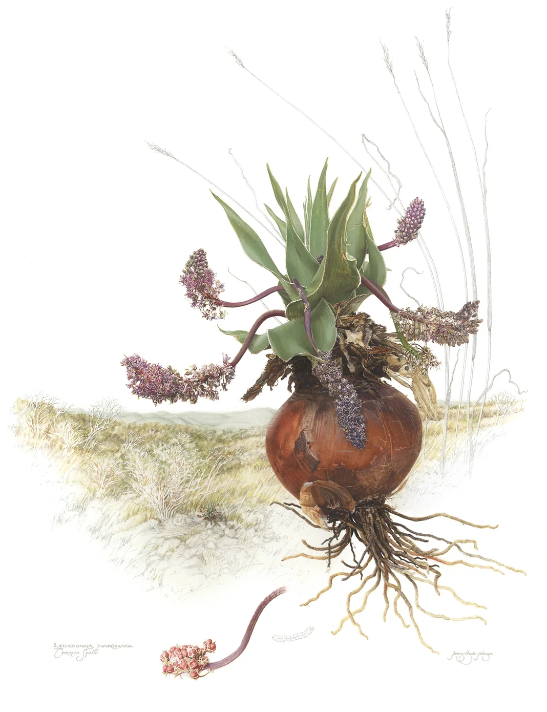 Common Squill, Ledebouria marginata , watercolor and gouache on paper, ©Jenny Hyde-Johnson.