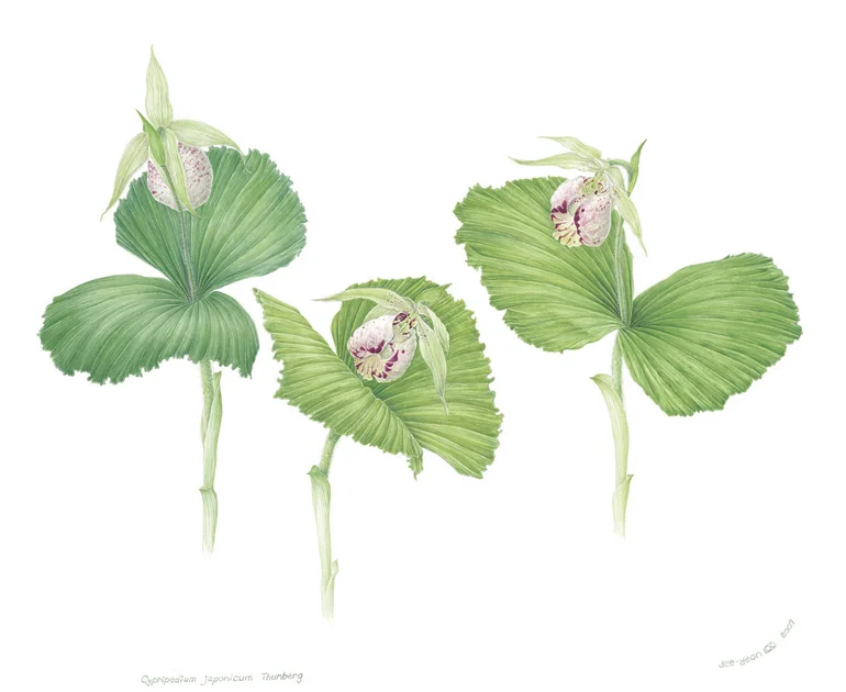 Cypripedium japonicum , watercolor on paper, ©Jee-Yeon Koo
