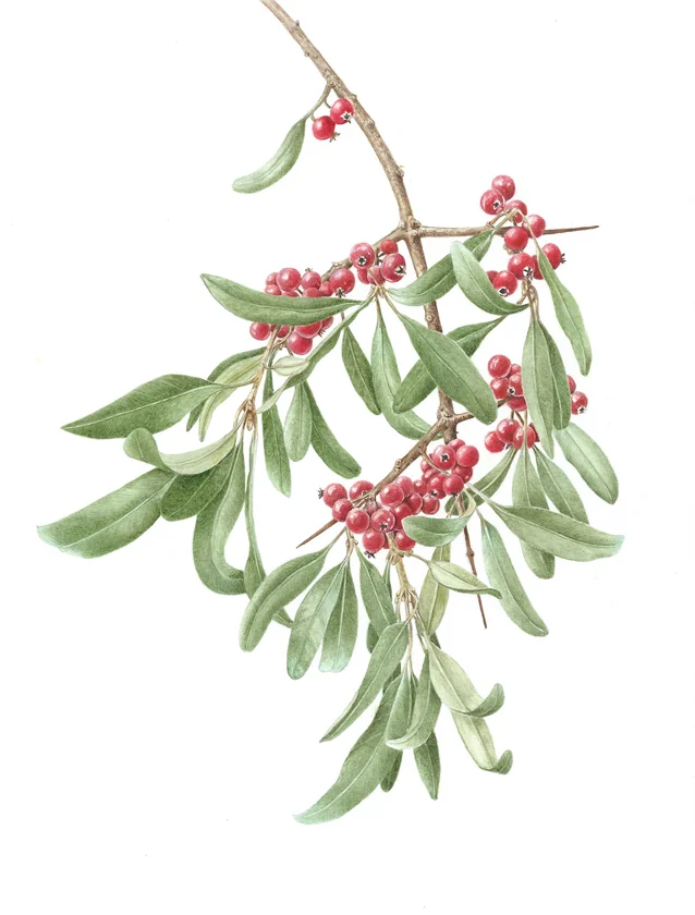 Canada Buffaloberry, Shepherdia argentea, watercolor on paper, ©Margaret Best