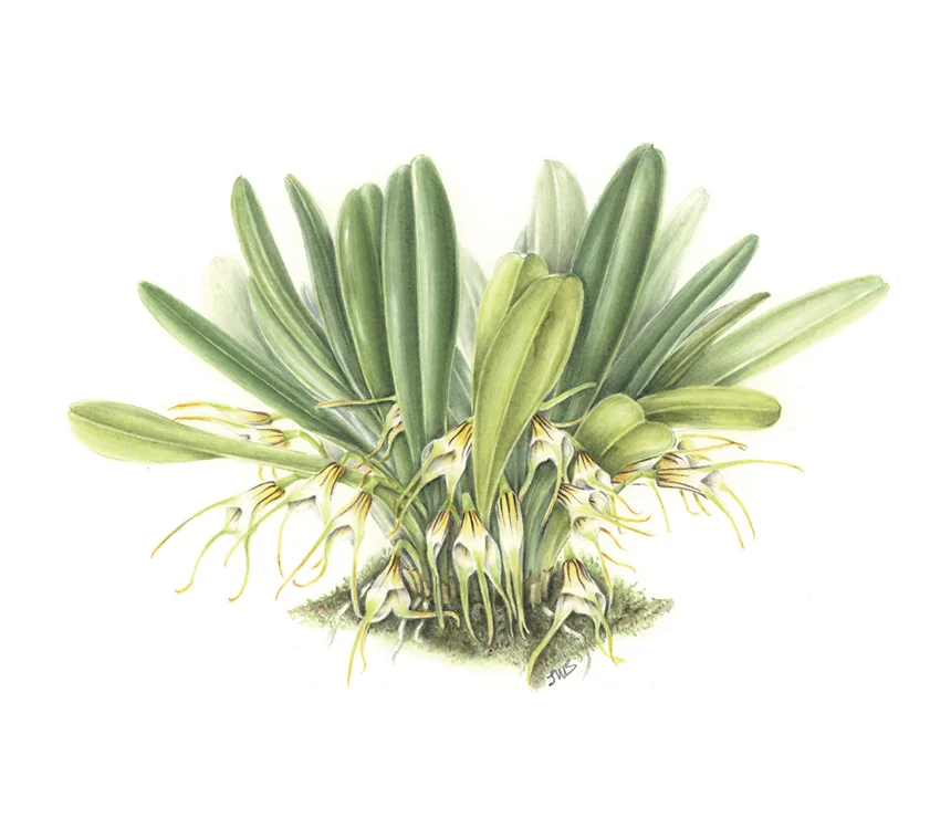 Masdevallia fonsecae , watercolor on paper, ©Sylvia Strigari