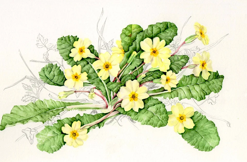 Primrose, Primula vulgaris , watercolor and graphite on paper, ©Lynn Stringer