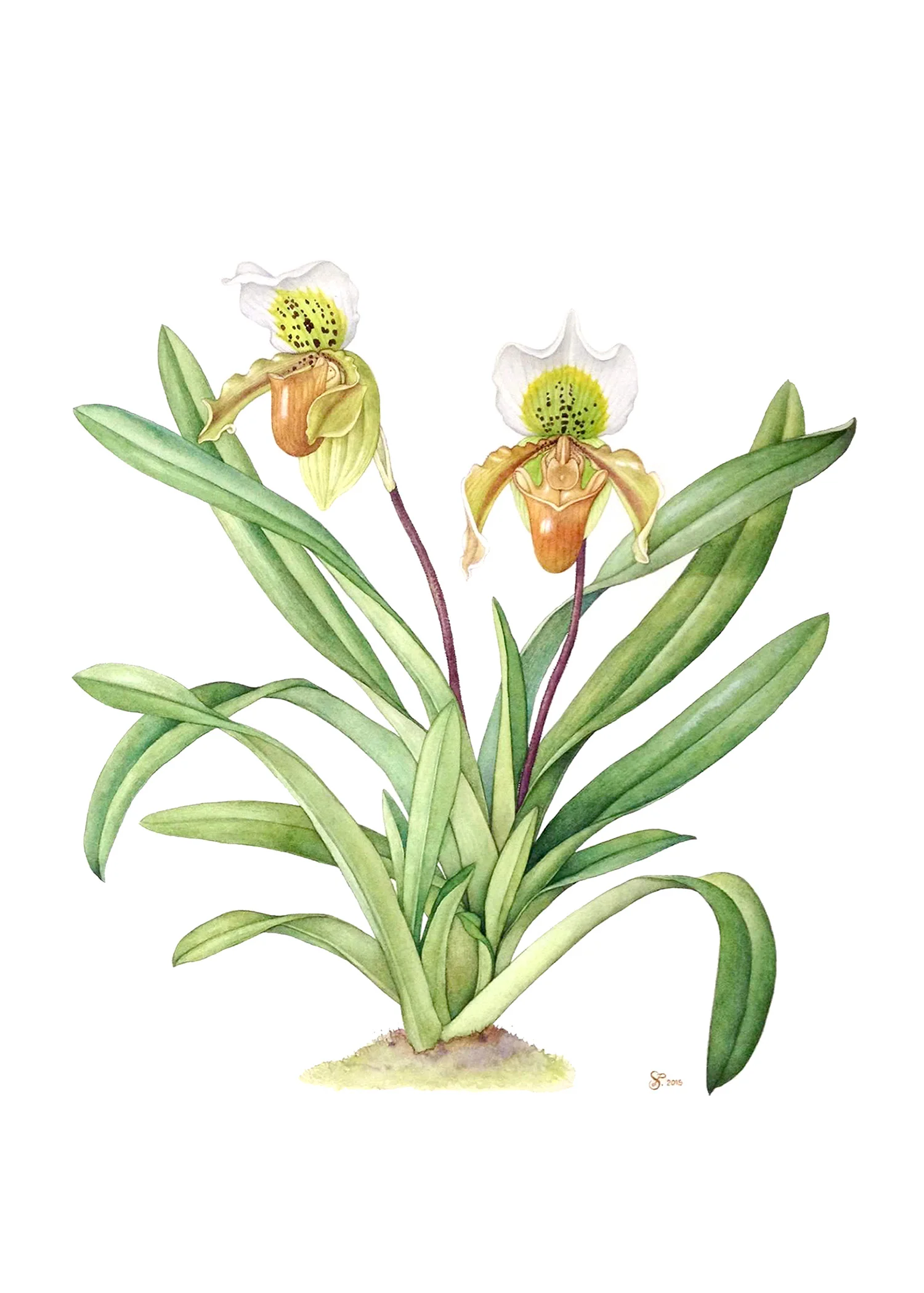Paphiopedilum exul, watercolor on paper, Sunitsorn Pimpasalee ©Department of Plant Science, Mahidol Universit y