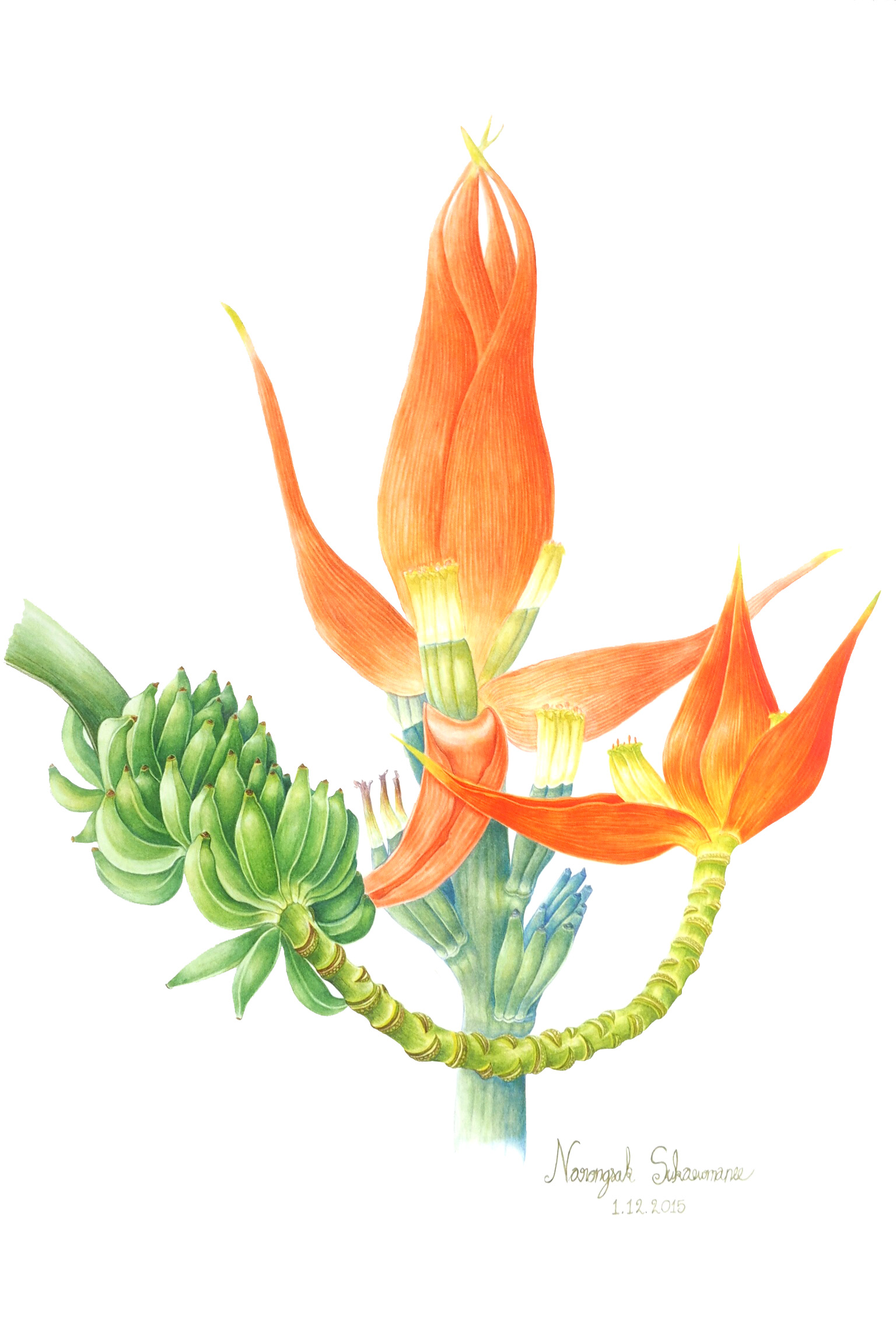 Musa nanensis , watercolor on paper, Narongsak Sukkaewmanee ©Narongsak Sukkaewmanee, Muban Chombueng Rajabhat University