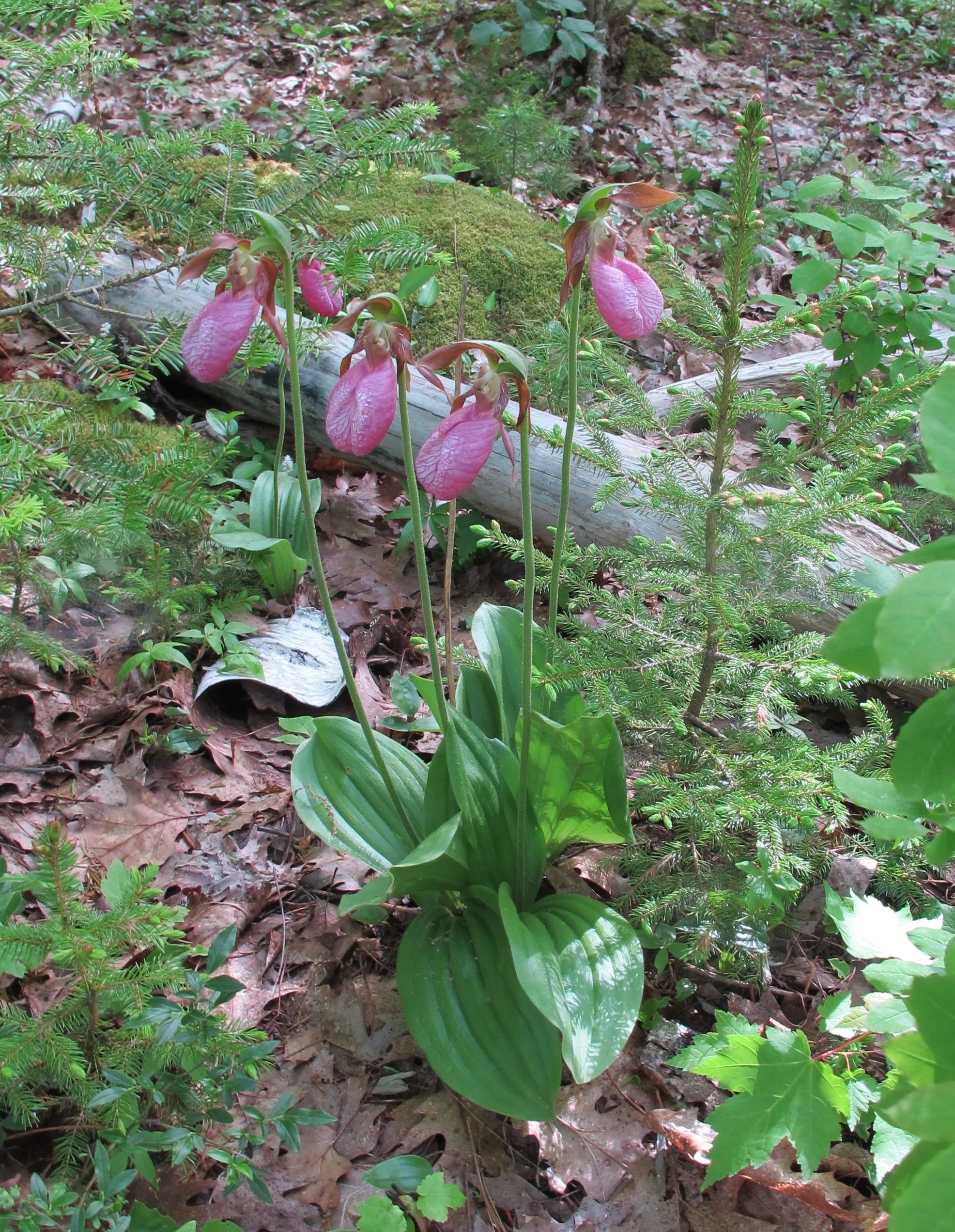 Cypripedium acaule , moccasin flower, native to North America. Photo courtesy Carol Woodin.