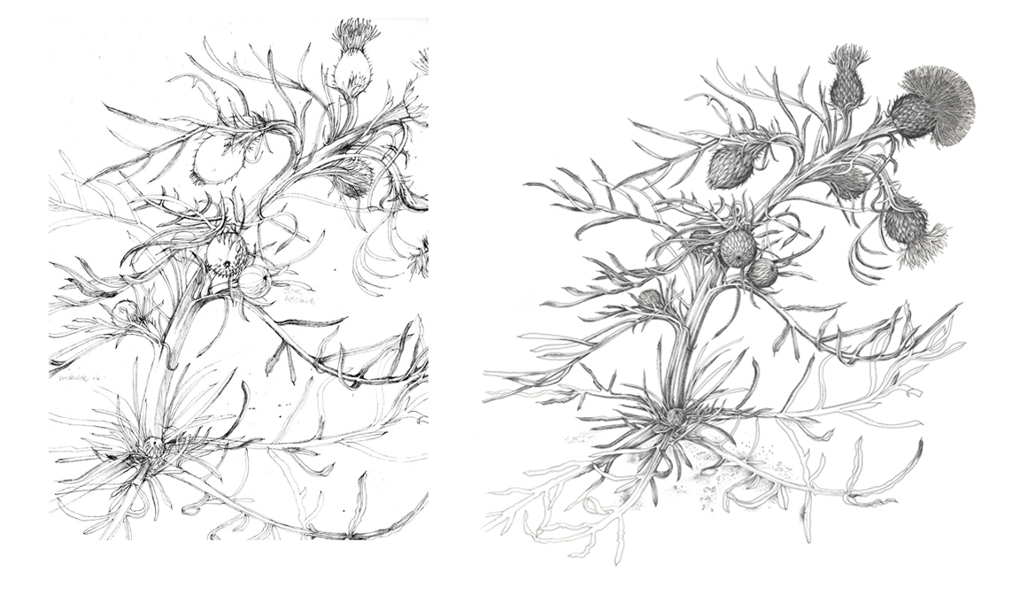 A field study of Pitcher’s Thistle (left) and the completed pen and black ink drawing (right), ©Derek Norman.