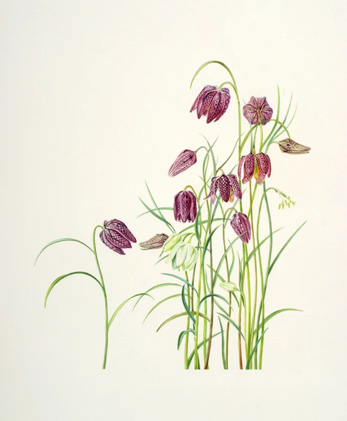 Checkered Lily, Fritillaria meleagris , watercolor on paper, ©Anita Walsmit Sachs