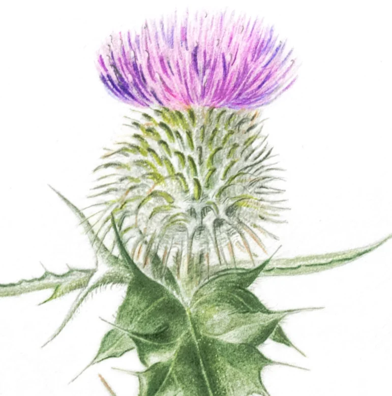 Common thistle, Cirsium vulgare , colored pencil, ©Janet Watson