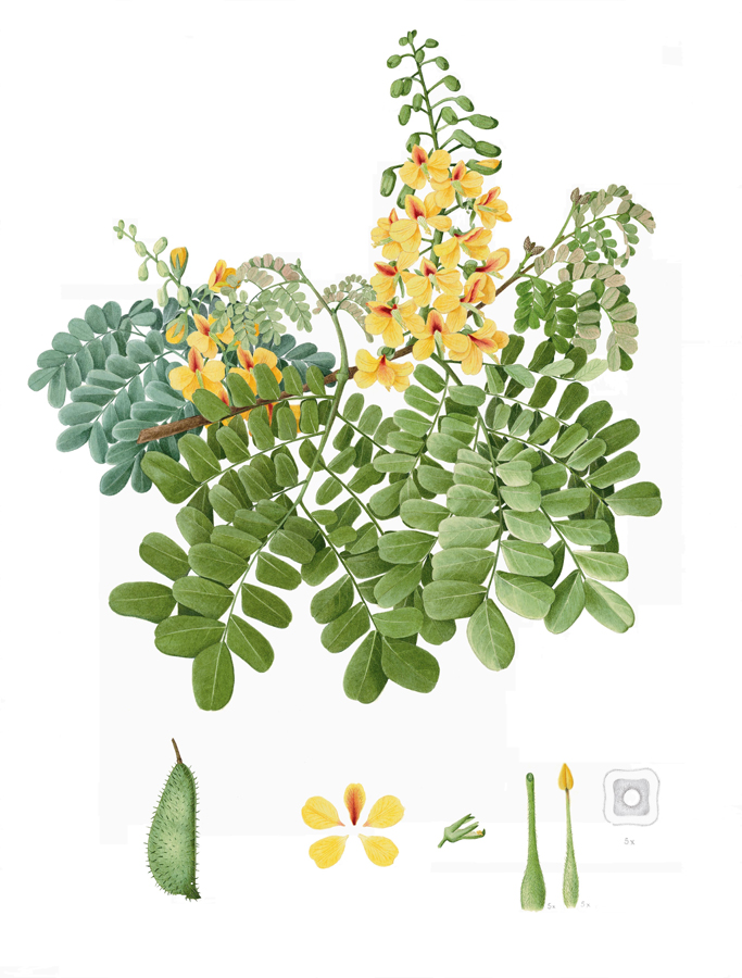 Pau-Brasil, Caesalpina echinata , watercolor on paper, ©Fátima Zagonel