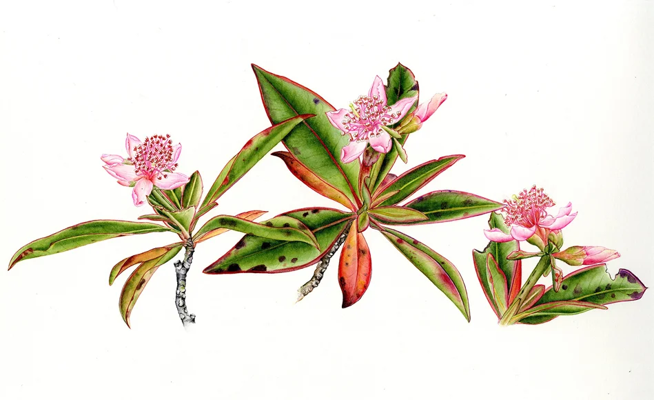 Archytaea triflora, watercolor on paper, ©Maria Alice Rezende
