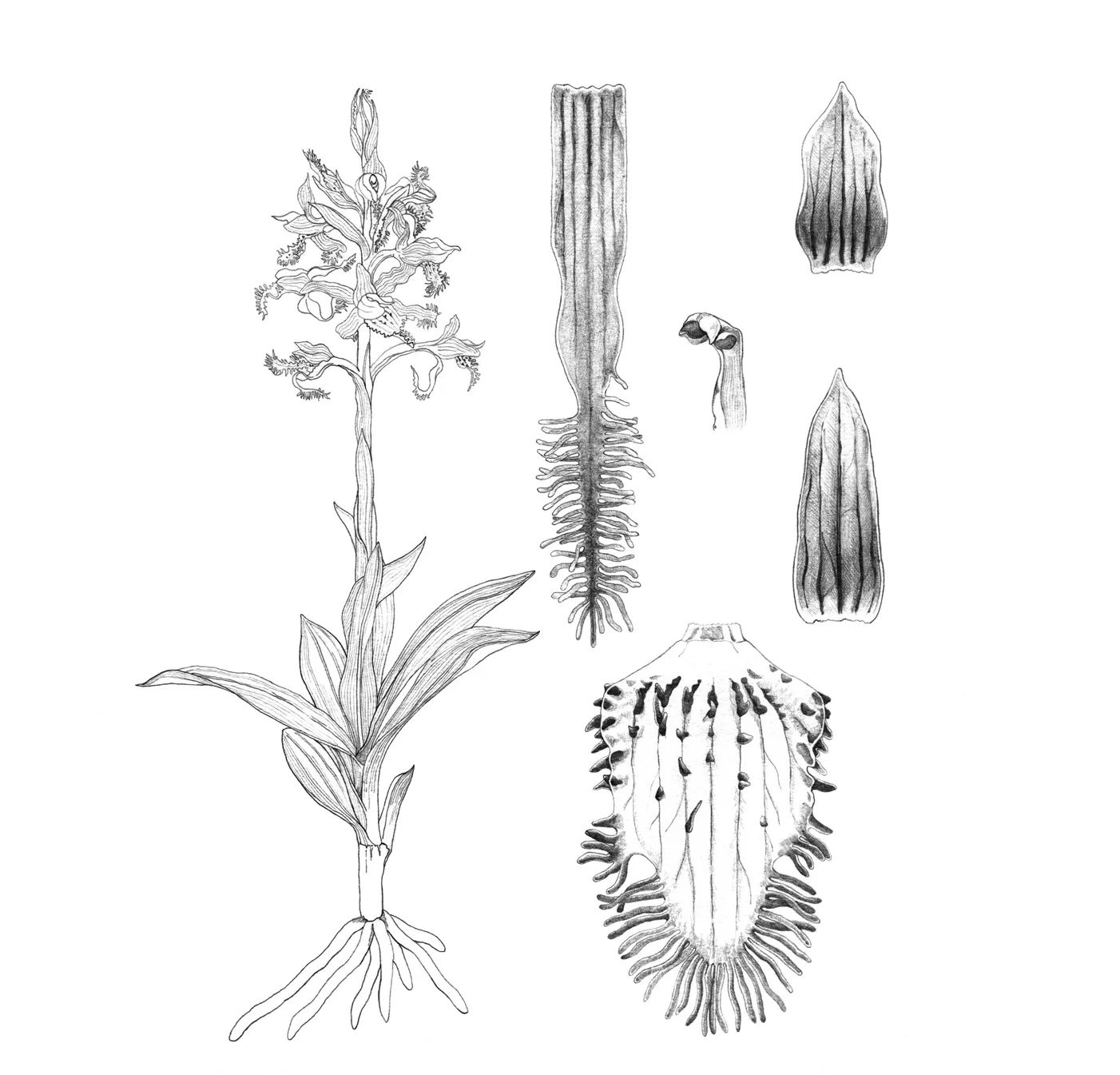 Bipinnula gabriel , Pen and Ink, ©Andrea Ugarte 2012