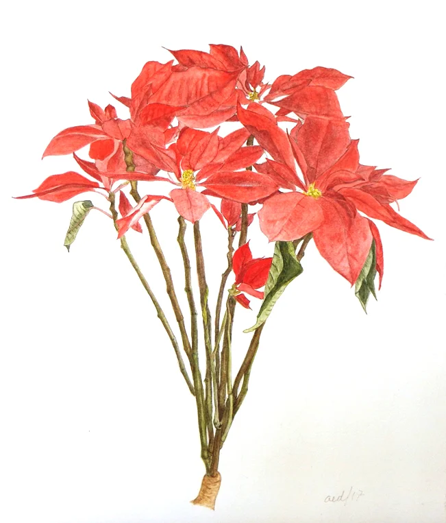 Euphorbia pulcherrima (Poinsettia) watercolor on paper, © Aarón Estrada Dávila