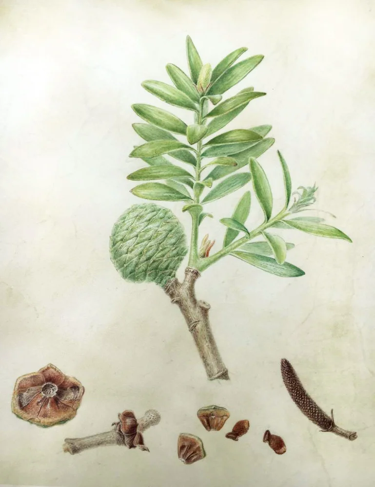 Agathis australis , watercolor on vellum, ©Lesley Alexander Smith