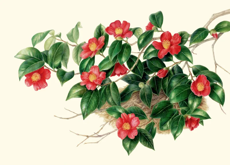 Camellia japonica var. decumbens, watercolor on vellum, © Akiko Enokido