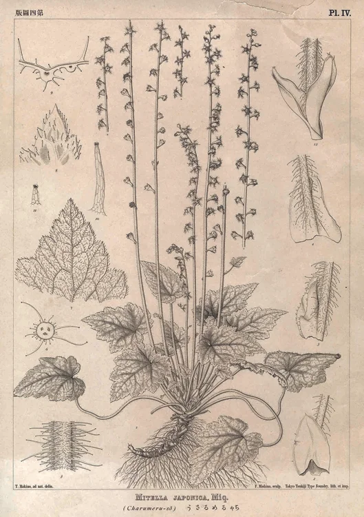 One of the historical images drawn by Tomitaro Makino for Icones Florae Japonicae (1902) and on view in the Gallery. Mitella stylosa var. makinoi , ink on paper, ©Tomitaro Makino