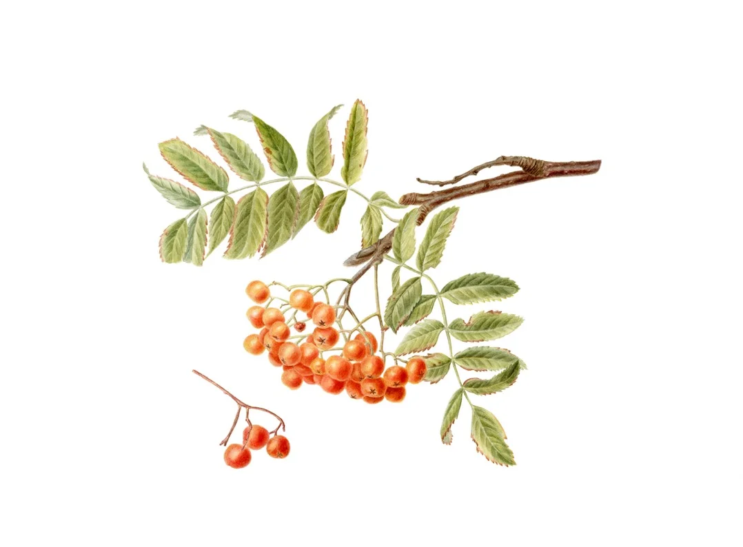 Rowan, Sorbus aucuparia, watercolor on paper, ©MarinaVoznuk