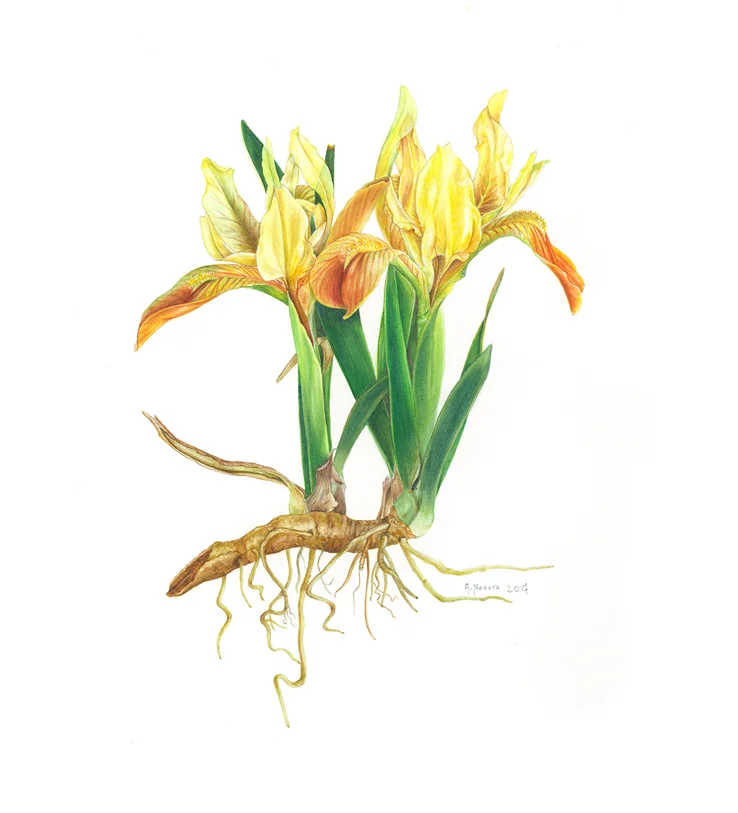 Iris pseudopumila , watercolor on paper, ©Alfredina Nocera