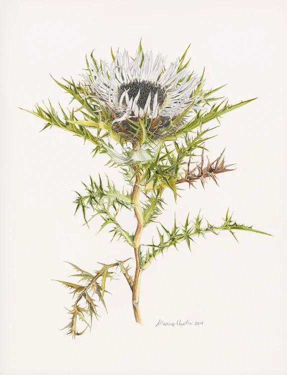 Carlina acaulis , watercolor on paper, © Marina Ubertini