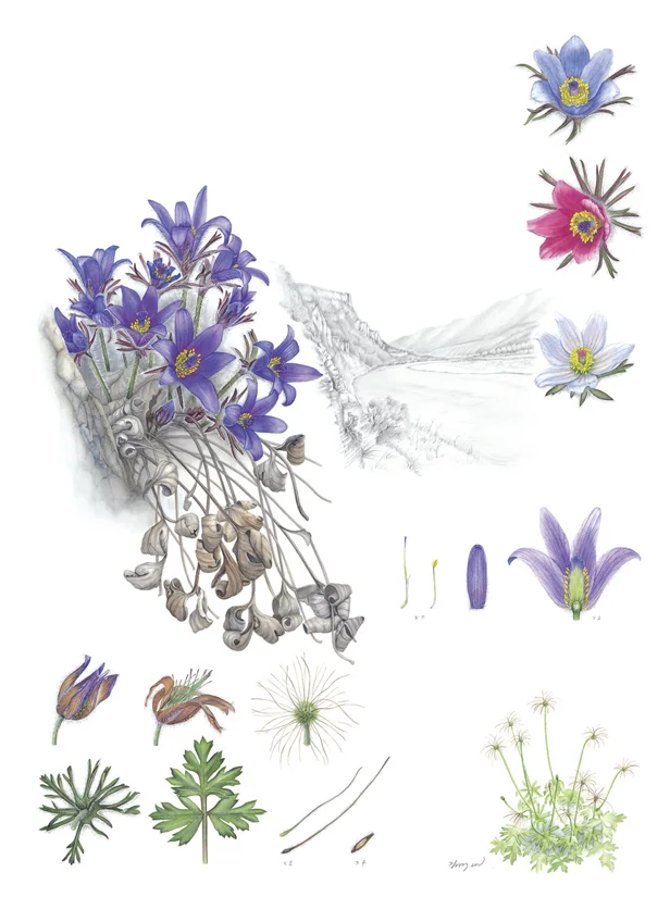 One of the images selected for the Flora of Korea exhibition, Pulsatilla tongkangensis , watercolor on paper ©Su-Mi Kim and Korea National Arboretum, recipient of the KFS Minister's Award.