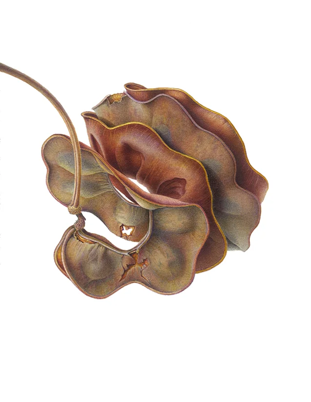 Pararchidendron pruinosum seed pod, watercolor on paper, ©Susannah Blaxill