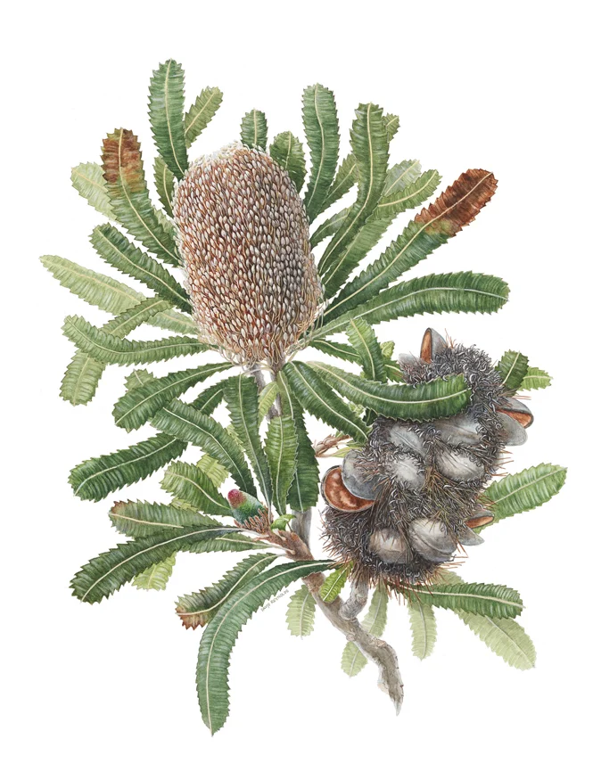 Banksia serrata , watercolor on paper, ©David Reynolds