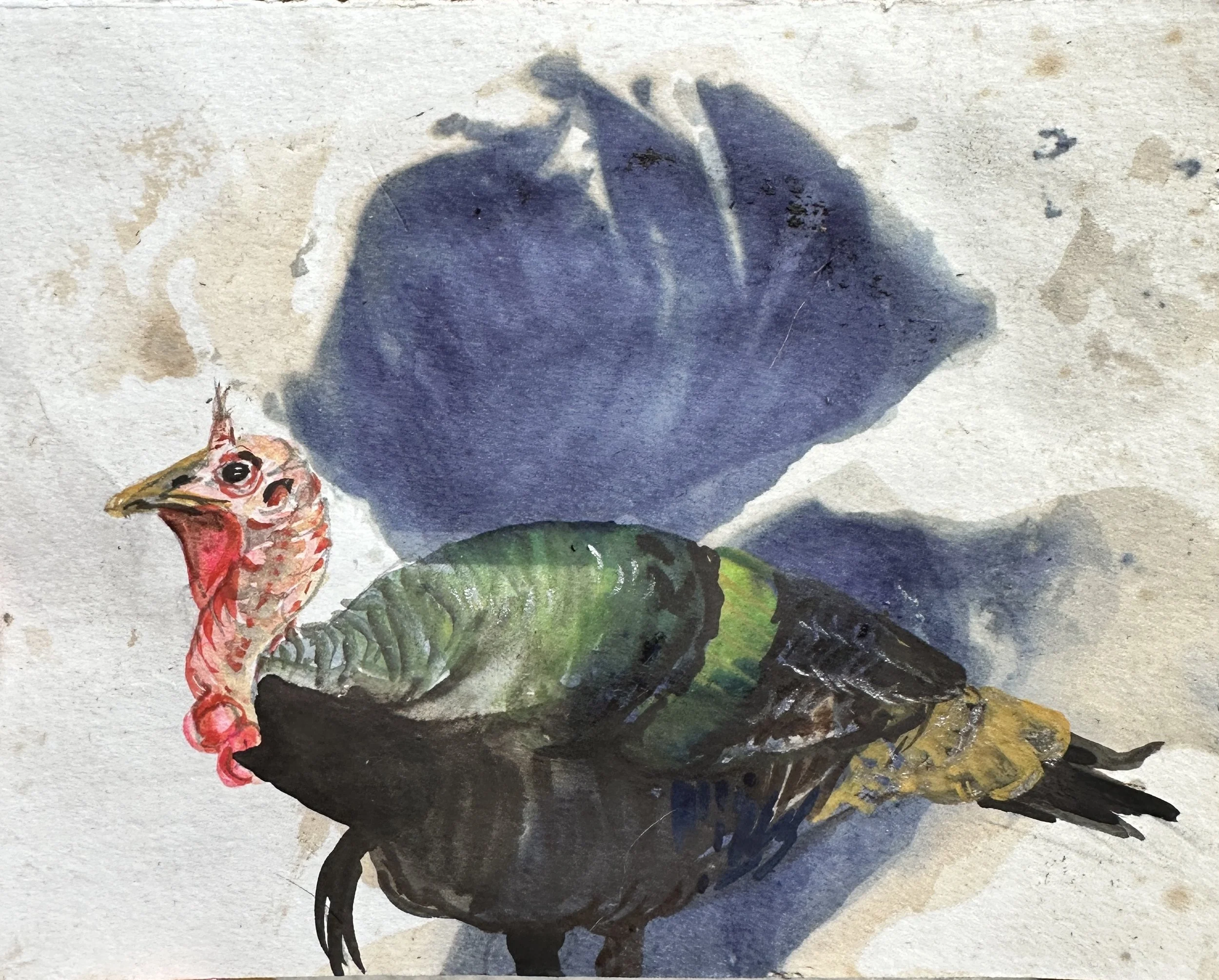 turkwatercolor.jpg