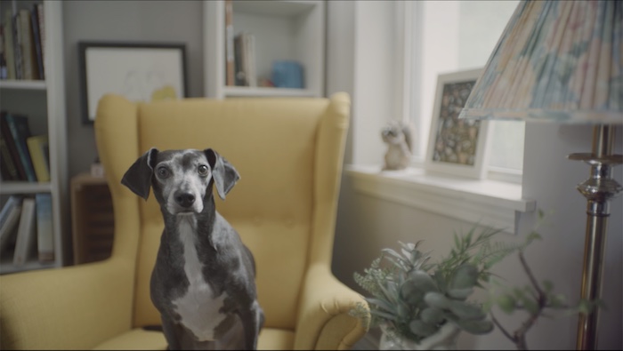 Grounds and Hounds&lt;/br&gt;&lt;em&gt;A Dog's Chance&lt;/em&gt;|branded liveaction vfx