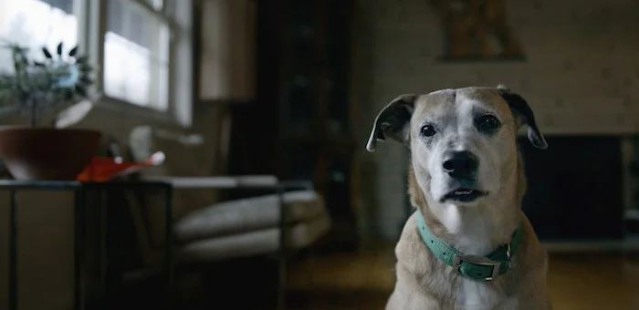 Downward Dog</br><em>Web Series</em>|film