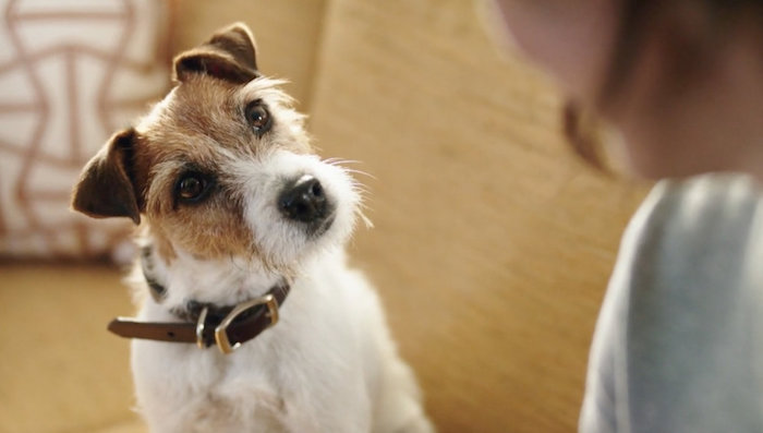 Activia</br><em>Dog</em>|liveaction