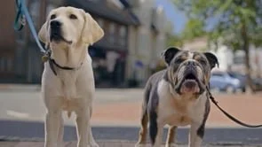 New Jersey Lottery</br><em>Jersey Dog</em>