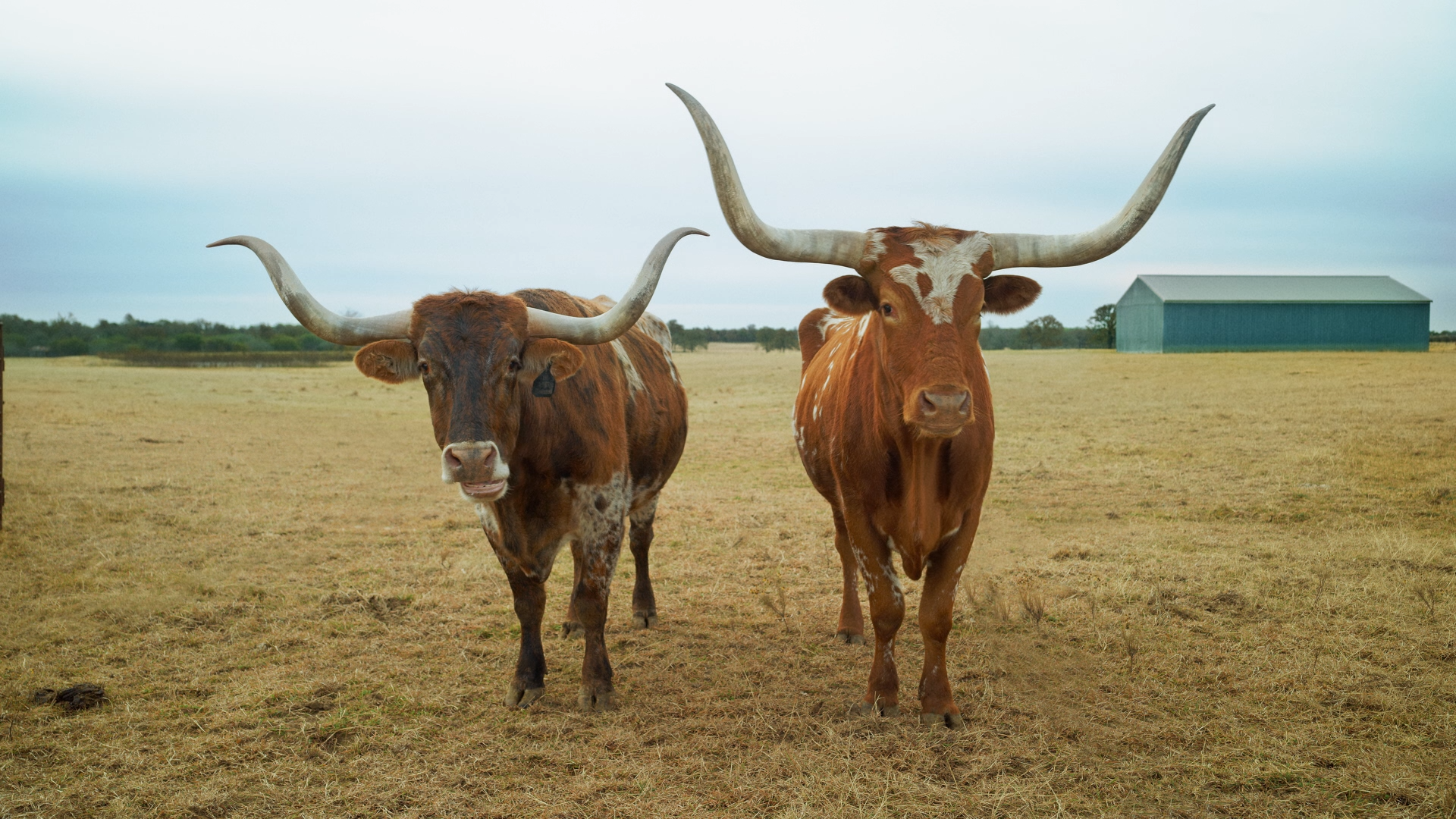 Texas Department of Transportation</br><em>Longhorns</em>
