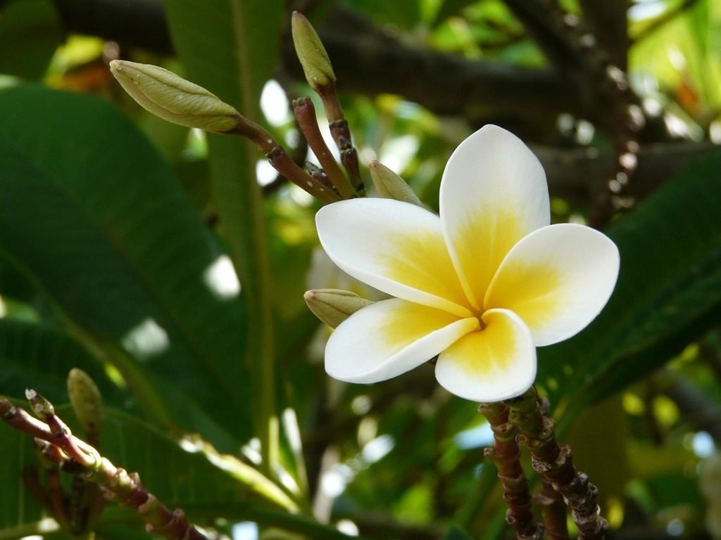 hawaii-plumeria-flower.jpg