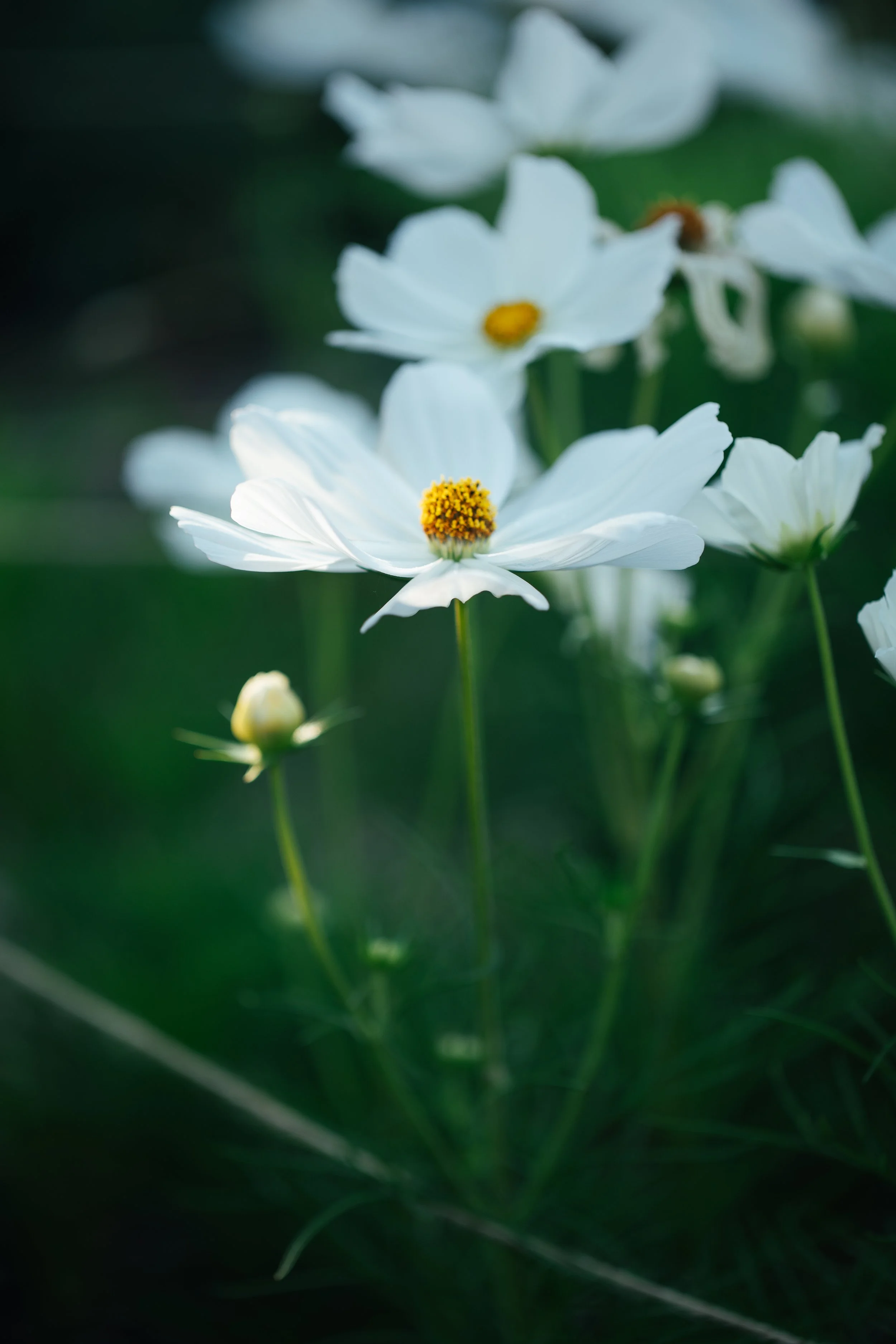 CAMILIA_Kelly Sullivan_GROWING WEDDING FLOWERS-19.jpg
