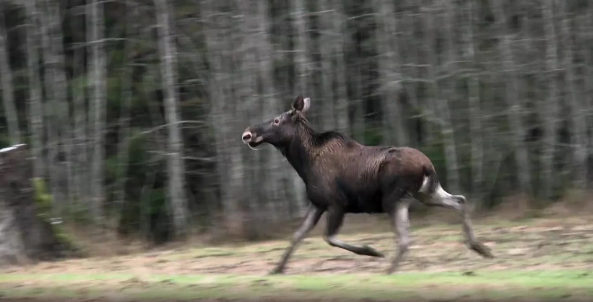 lägerelden älg.jpg