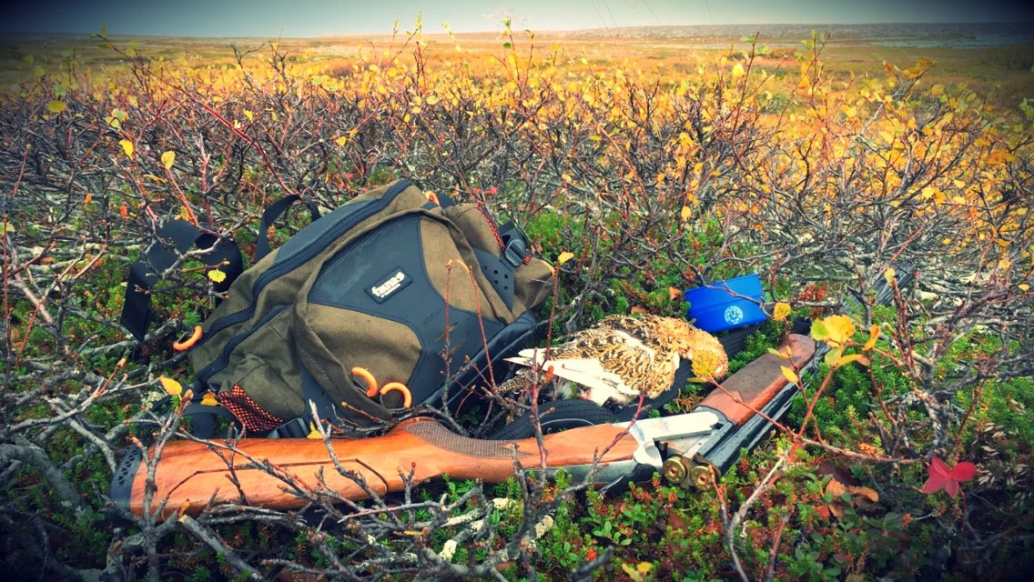 Fauna fjäll.jpg
