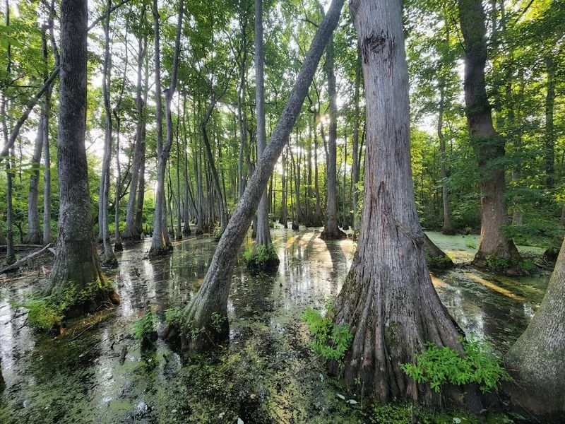 9 Mississippi Natural Wonders Where Petrified Trees, Red Cliffs, And Wild Rivers Steal The Show
