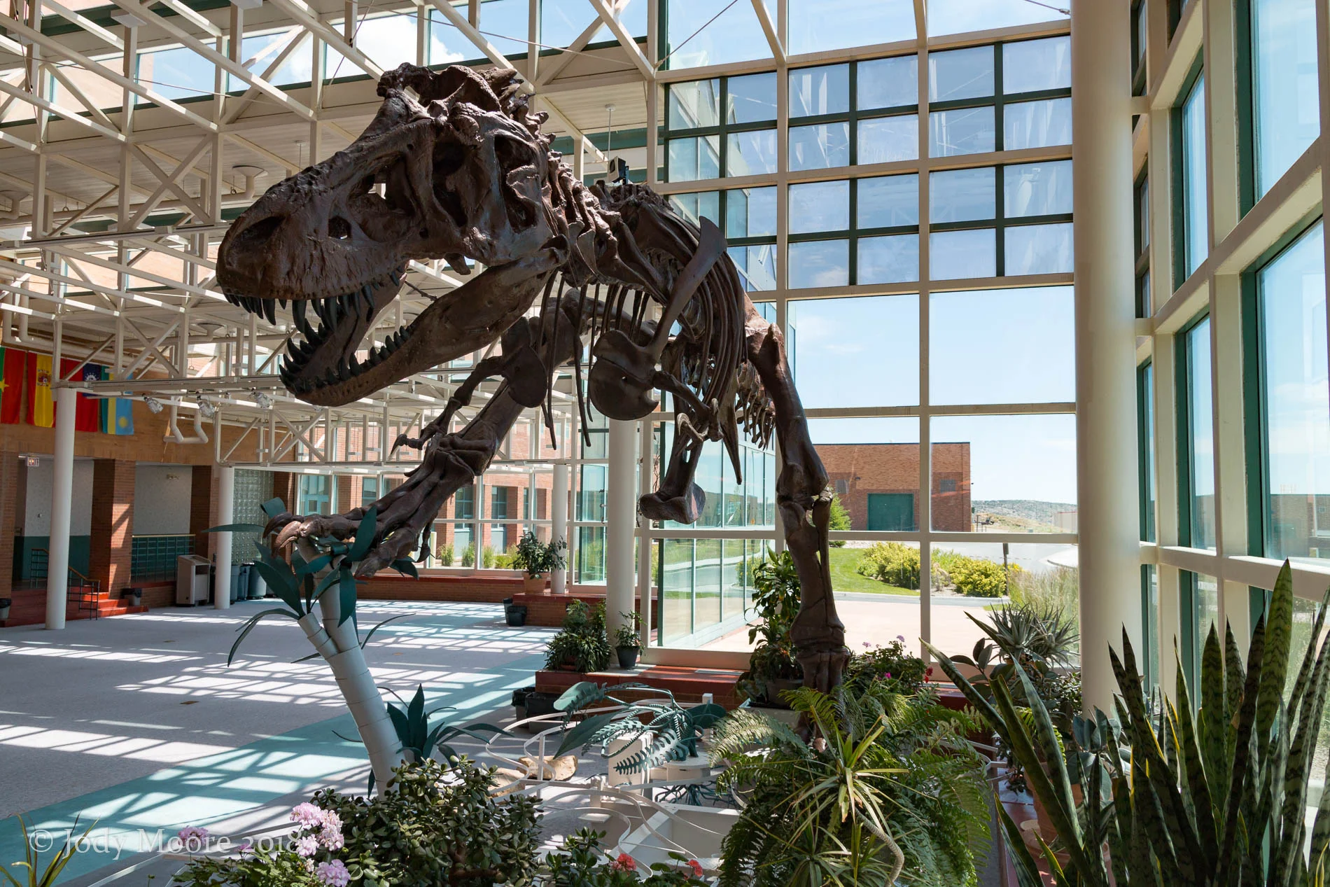 Another look at the cast of AMNH 5027 at WWCC in Rock Springs, WY. Though these photos are from last year, the cast provided my first exposure to T.rex, about 15 years prior to the photo.