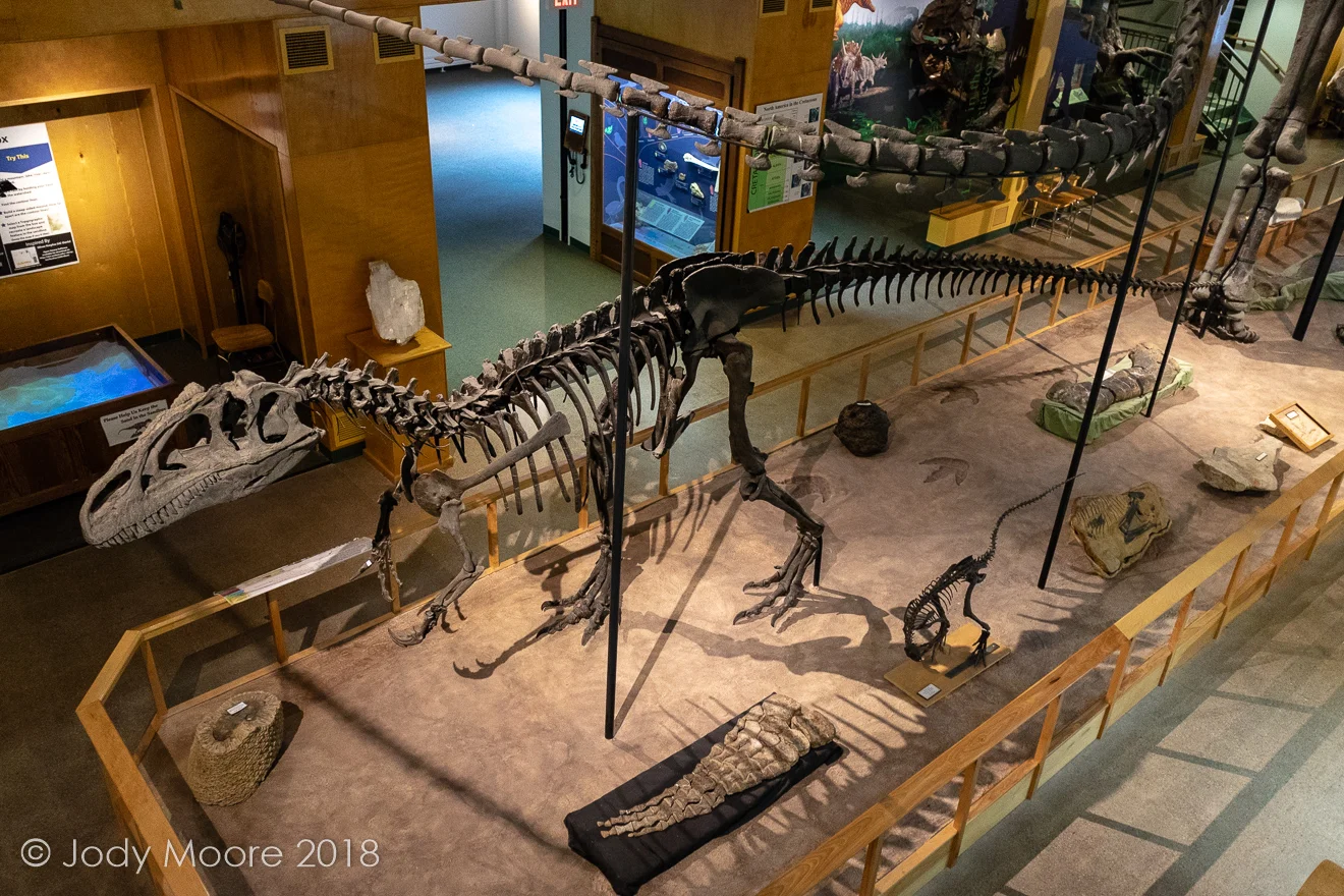 A cast of Museum of the Rockies' Big Al at the University of Wyoming Geological Museum in Laramie, WY. 