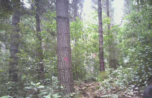 natives in a pine forest