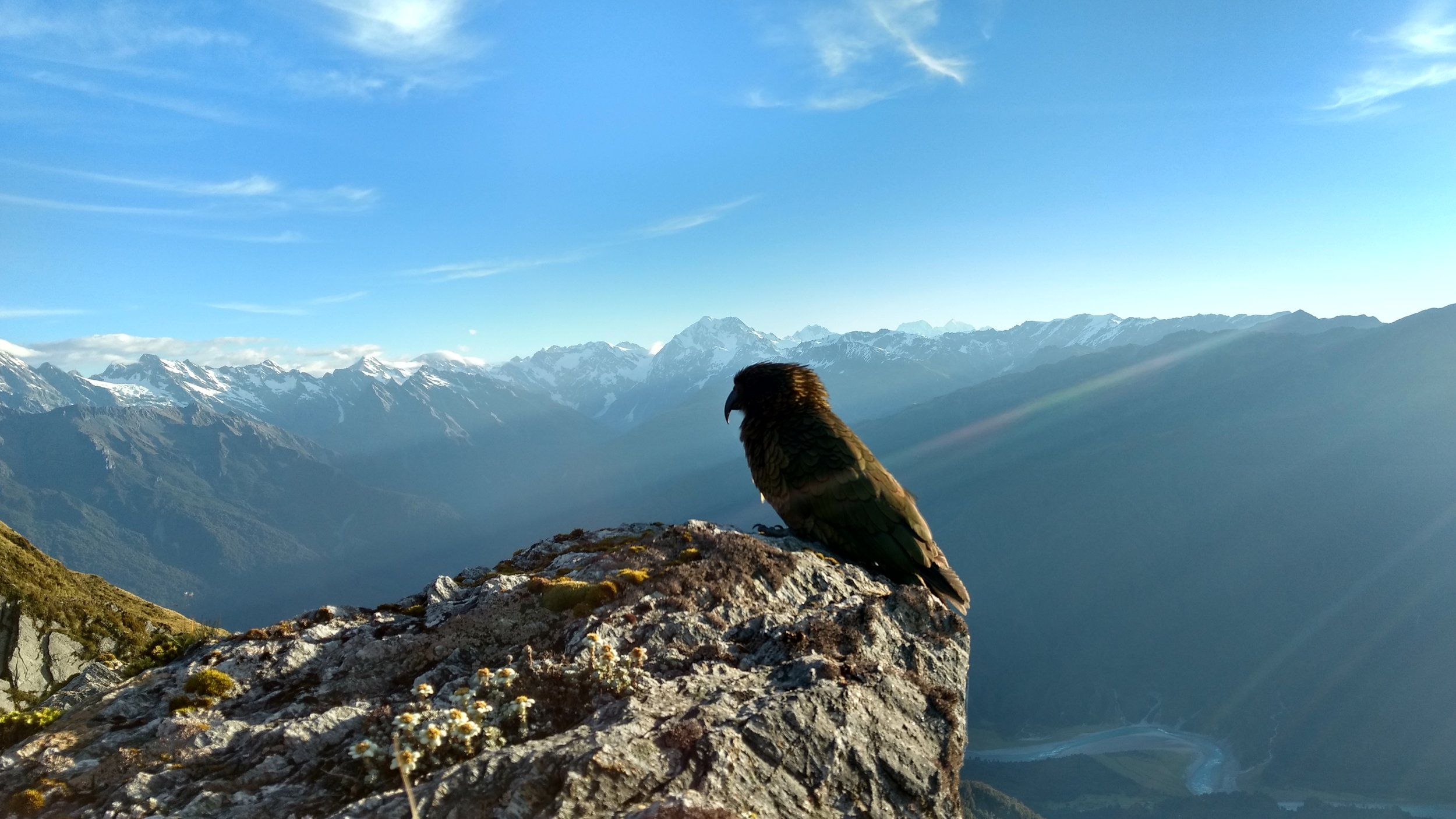 Kea perched on the Edge