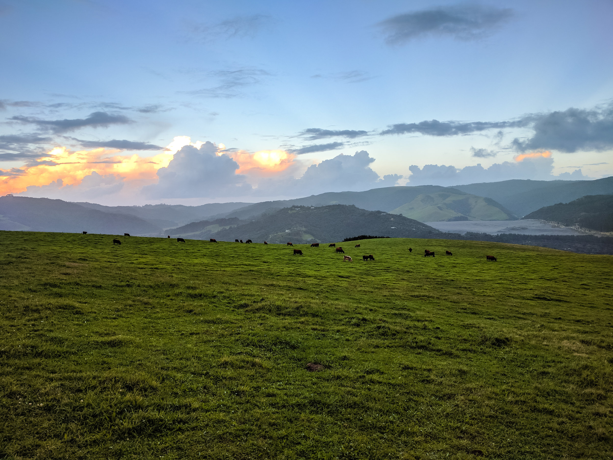 Te Henga Walkway