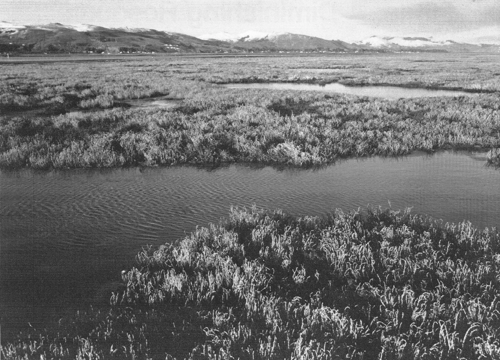 Aramoana Salt Marsh, Otago . The 225 hectare inter-tidal, salt marsh, and wetsack wetland is near the entrance to Otago harbour. The proposed aluminium smelter was to have been adjacent. Considered to be the best salt-marsh south of Nelson, it is an important habitat for wading birds, a rich feeding ground for fish at high tide, and supplies large quantities of detritus for bottom-feeding fish. Saline wetlands occur along several parts of the coast. Damage to them can influence stocks of commercial fish like snapper. The wetslack or marginal parts are particularly valuable botanically, but are also the most susceptible to damage from grazing and changes in water supply.