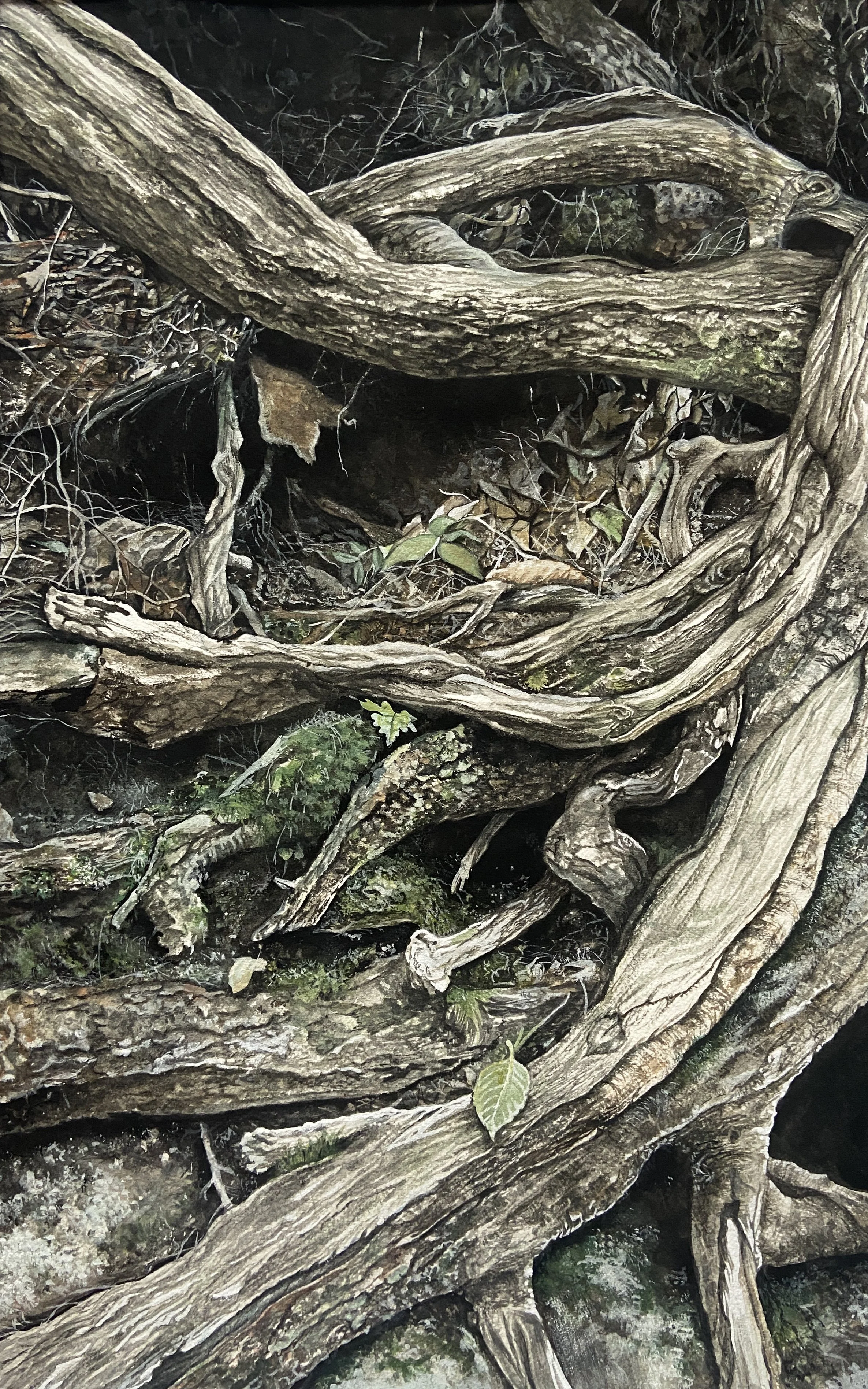 Roots, Gouache on Paper