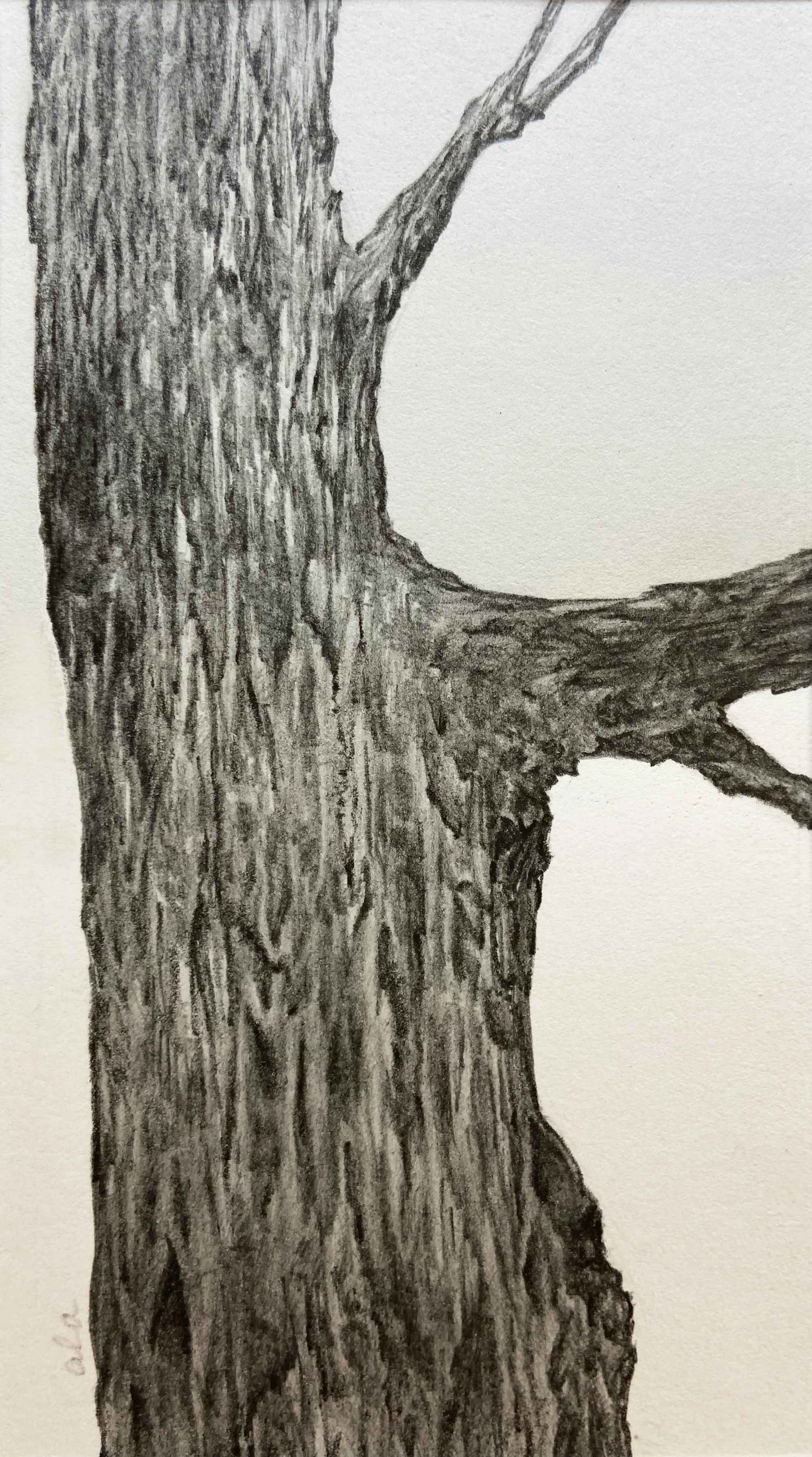 SOLD_Tree.jpg
